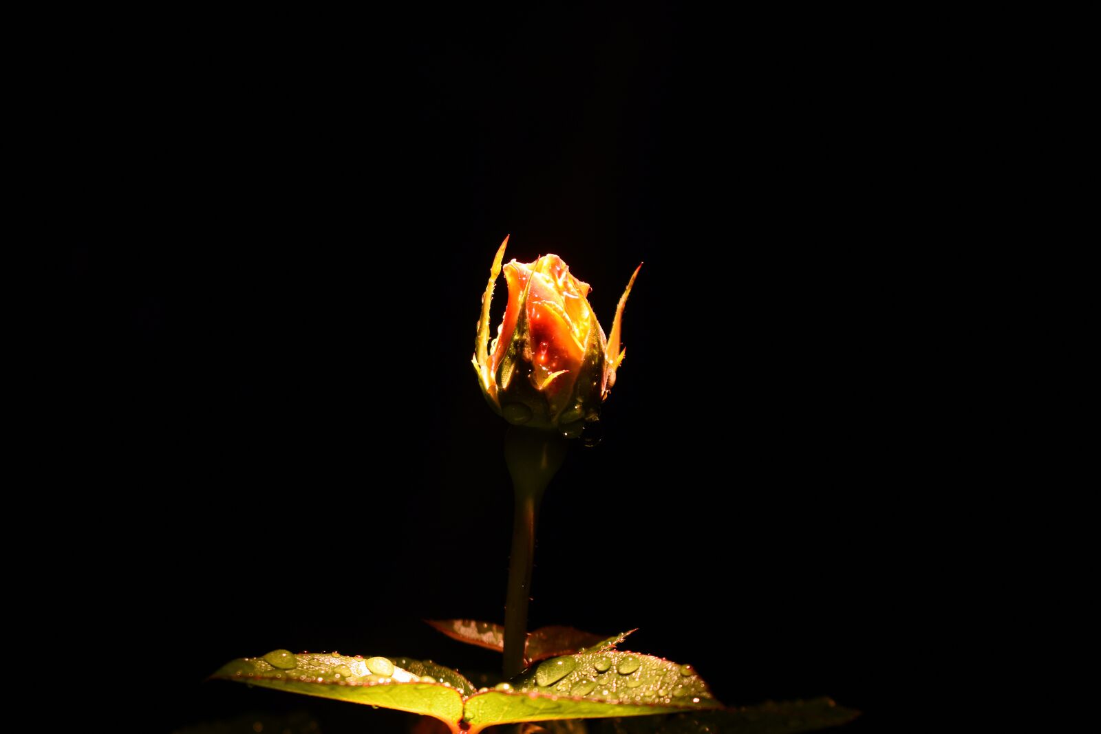 Nikon D3400 sample photo. Rose, flower, flowers photography