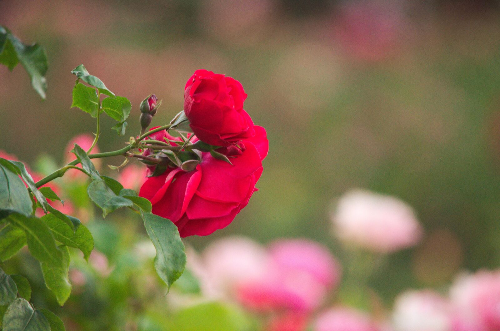 Nikon D5100 sample photo. Petal, beautiful flower, rose photography