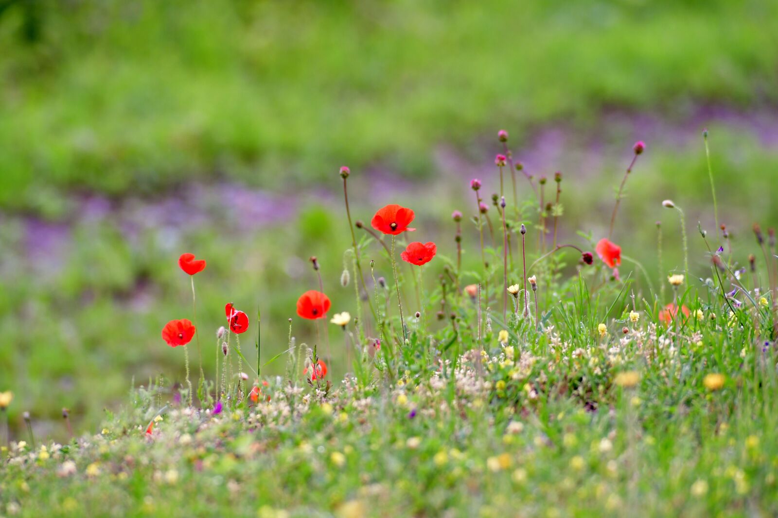 Nikon D500 sample photo. Poppies, field flowers, flowers photography