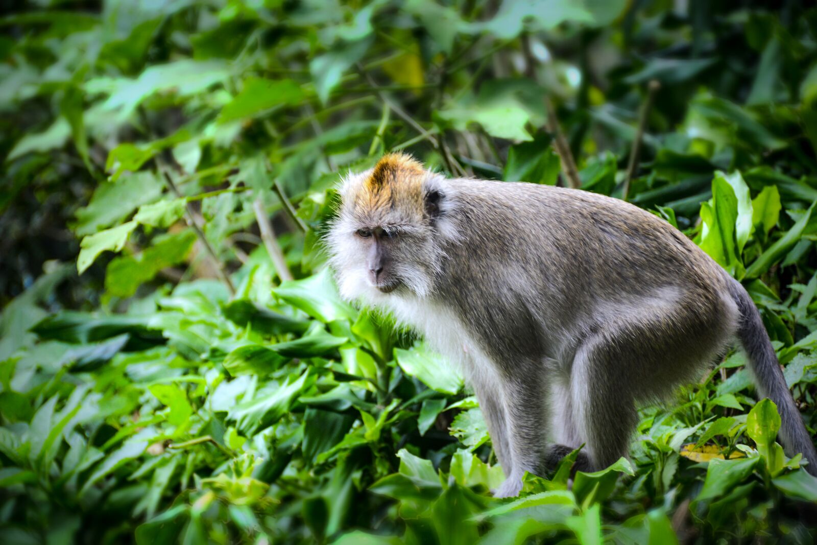 Nikon D7100 sample photo. Monkey, animal, grey photography