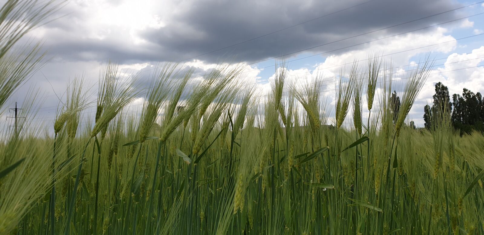 Samsung Galaxy S9+ sample photo. Field, wheat, background photography