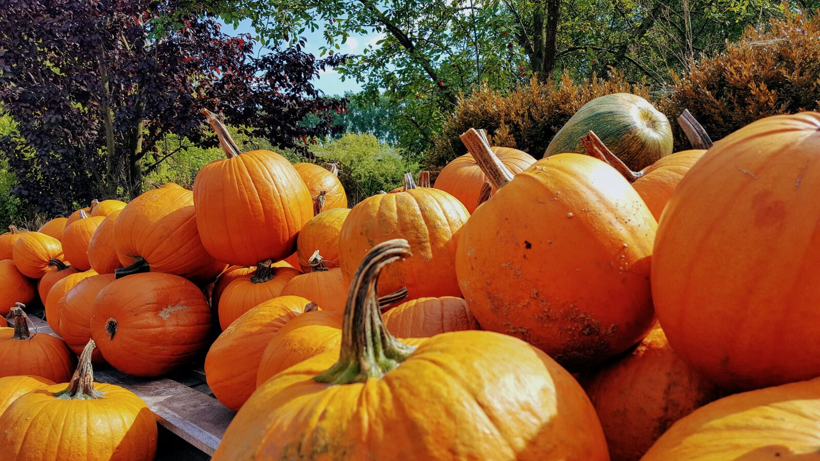 Samsung Galaxy S6 sample photo. Pumpkin, autumn, harvest photography