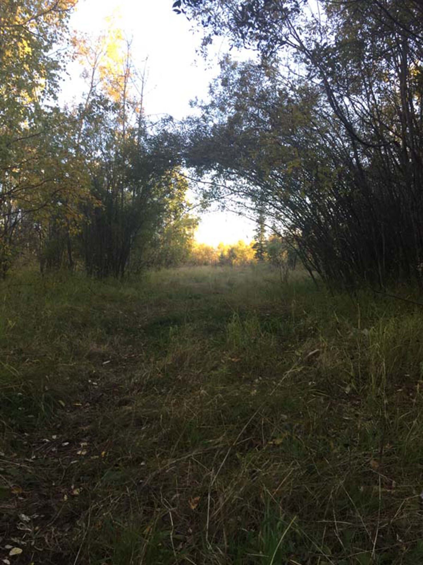 iPhone 6 back camera 4.15mm f/2.2 sample photo. Arch, archway, grass, nature photography