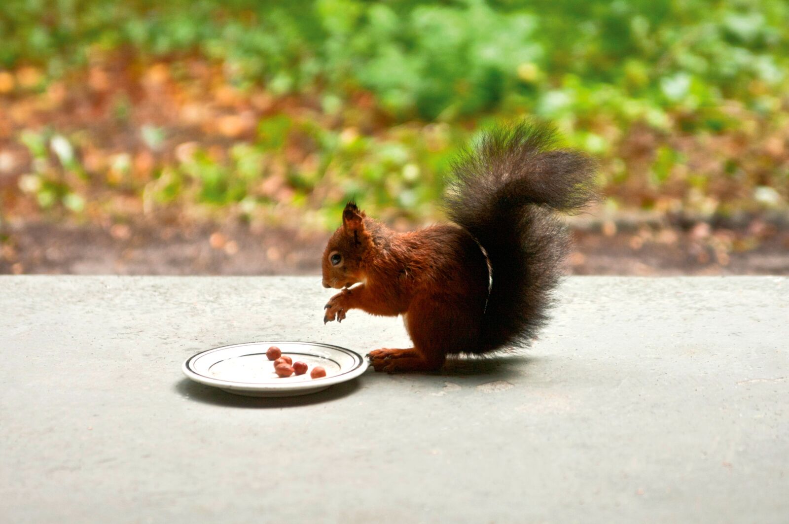 Canon EOS 40D sample photo. Squirrel, animal, nuts photography