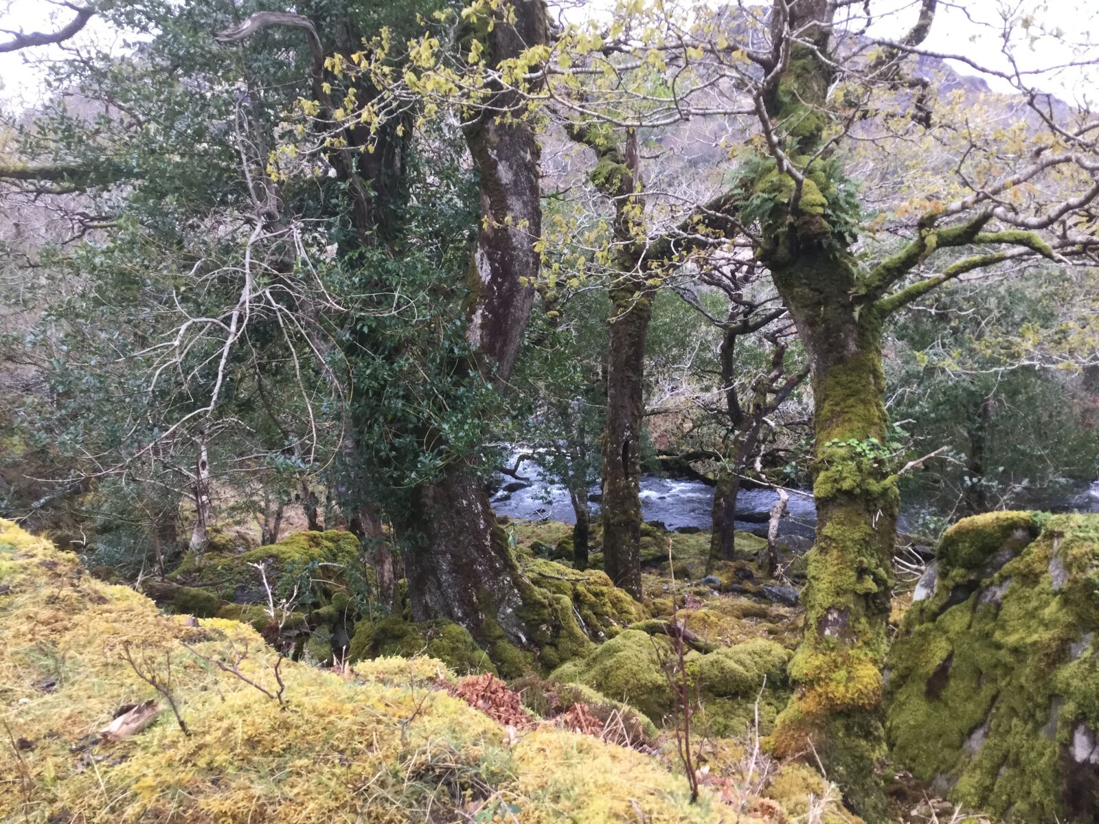 iPad mini 4 back camera 3.3mm f/2.4 sample photo. Ireland, hill, forest photography