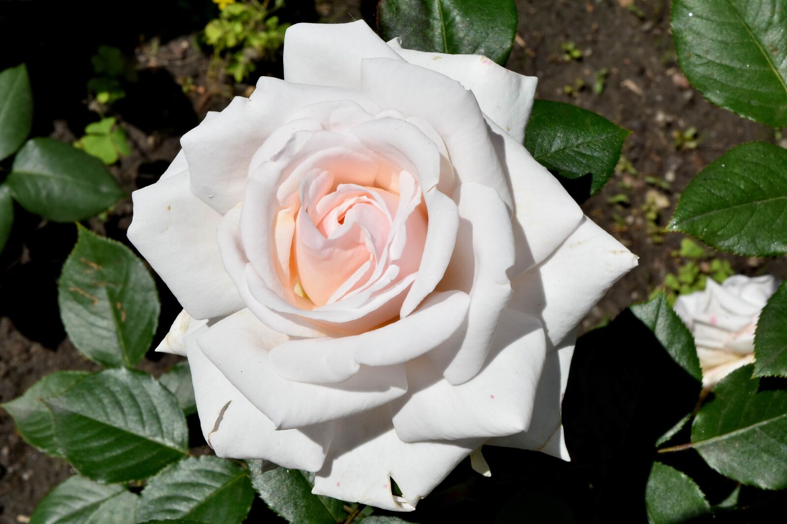 Nikon D5500 sample photo. Flower garden, white flower photography
