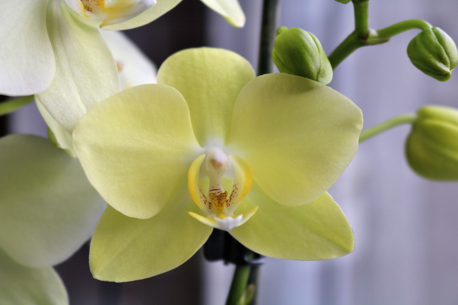Canon EOS 750D (EOS Rebel T6i / EOS Kiss X8i) sample photo. Orchid, yellow, plant photography