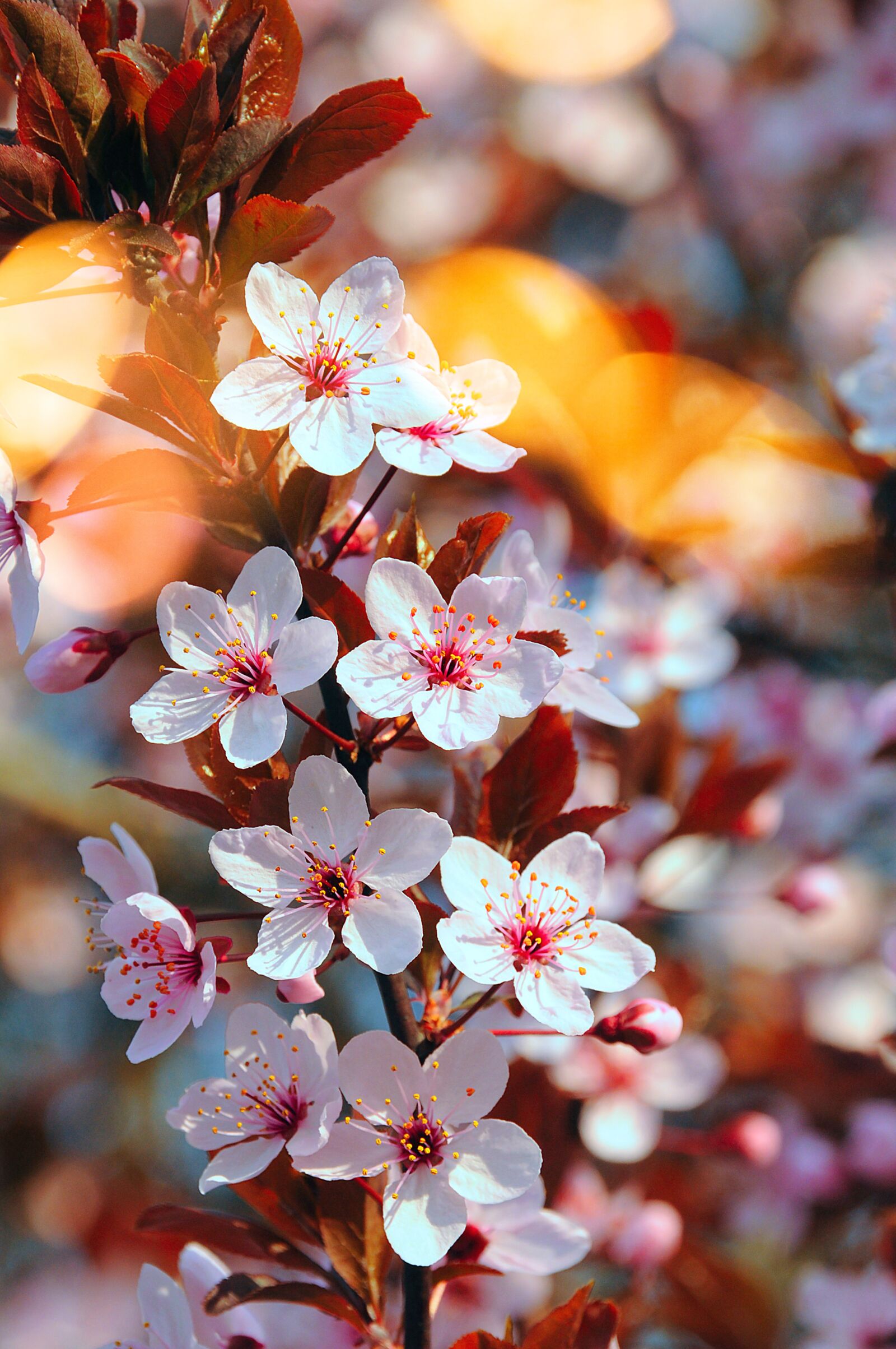Nikon D3200 sample photo. Flower, nature, cherry photography