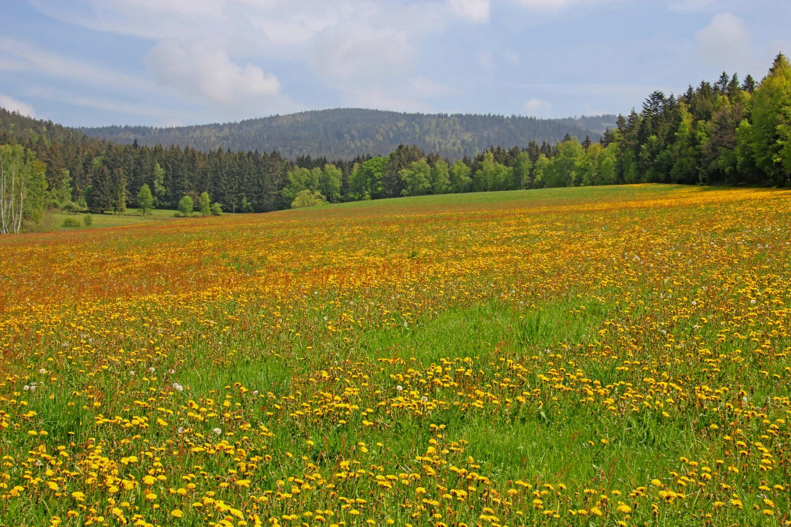 Canon EOS 60D sample photo. Flower meadow, meadow, agriculture photography