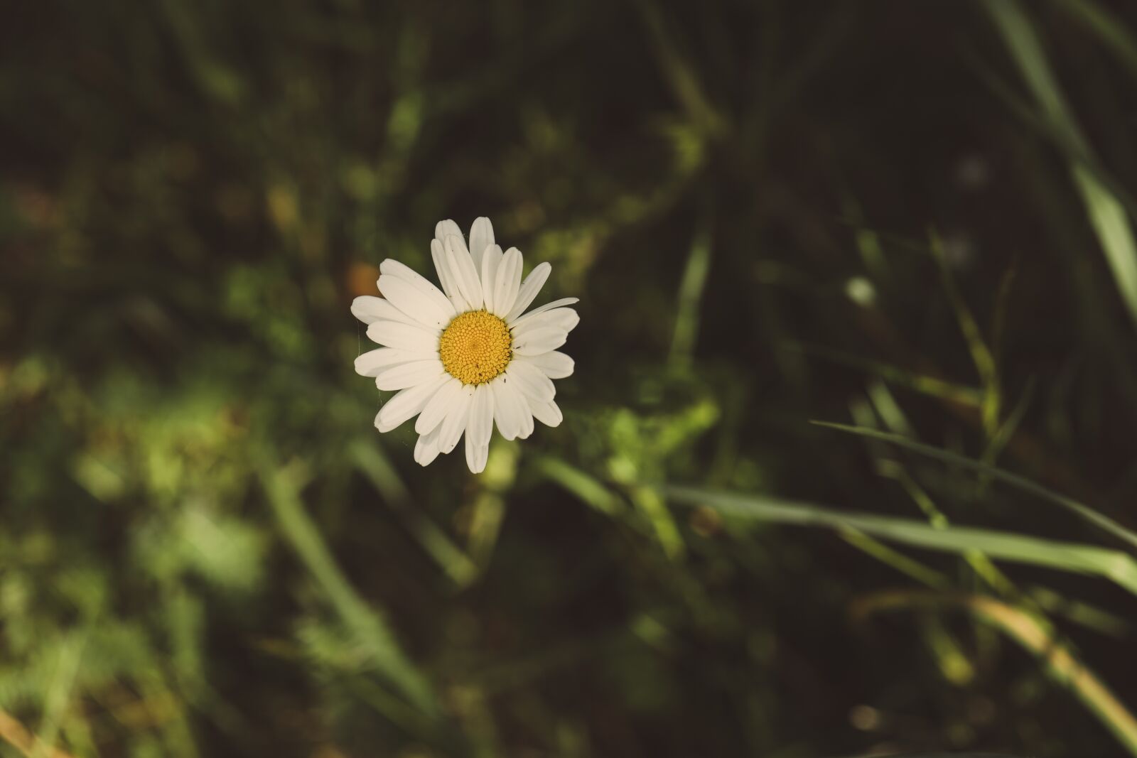 Canon EF 100mm F2.8L Macro IS USM sample photo. Daisy, flower, nature photography