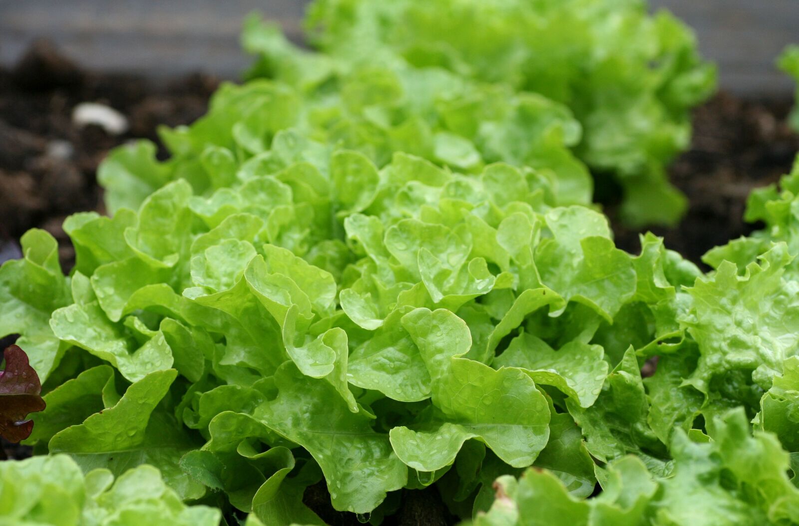 Canon EOS 350D (EOS Digital Rebel XT / EOS Kiss Digital N) sample photo. Salad, green, leaves photography
