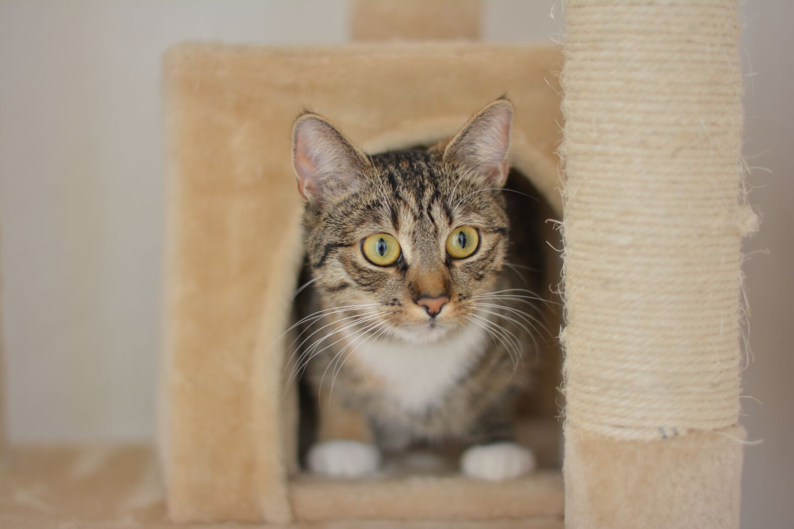 Nikon D5200 sample photo. Cat, animal, pet photography