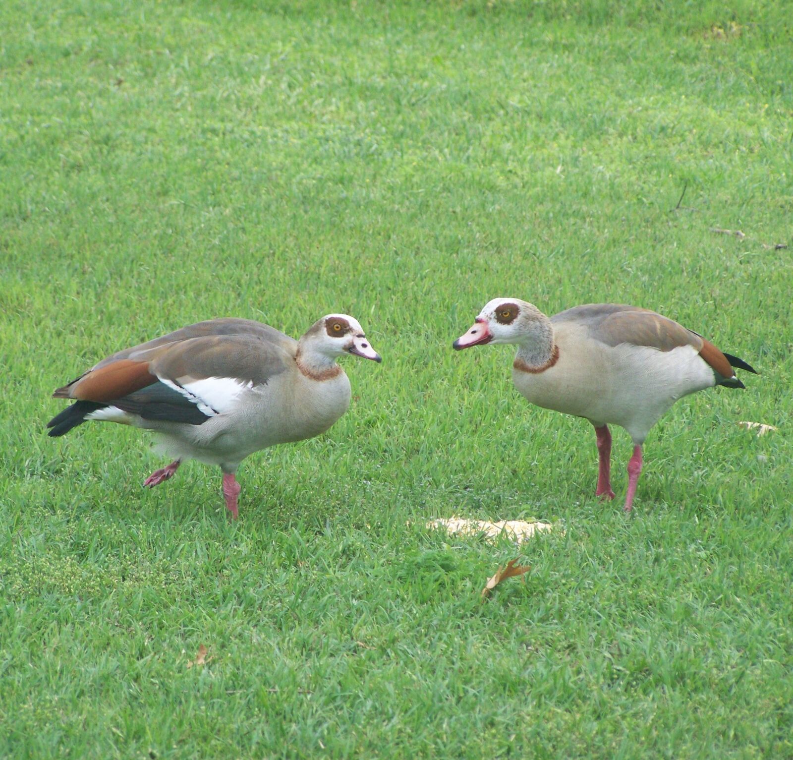 Kodak EASYSHARE ZD710 ZOOM DIGITAL CAMERA sample photo. Birds, wildlife, foul photography