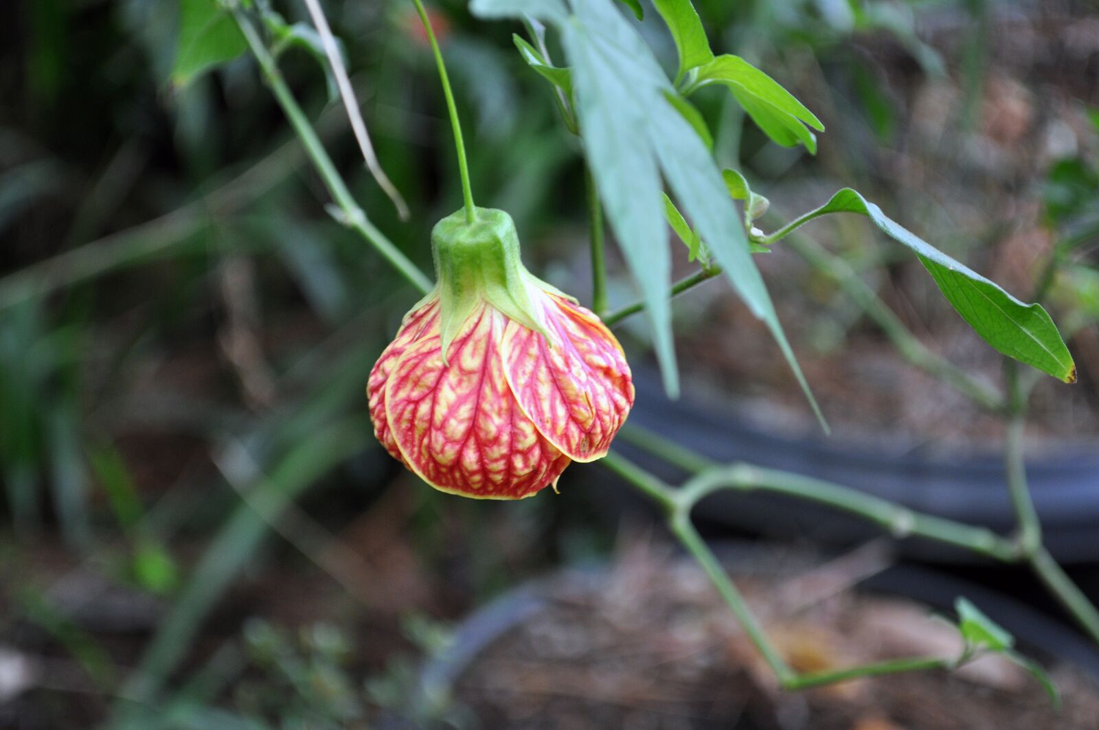 Nikon D5000 sample photo. Garden, landscape, flowers photography
