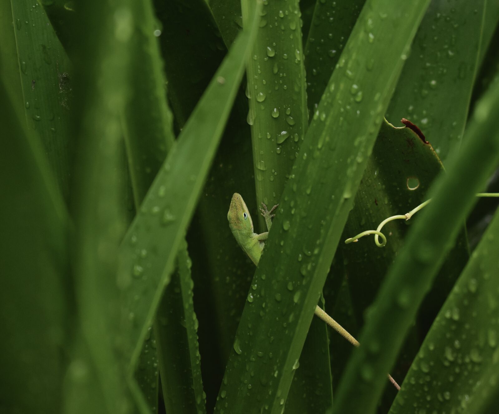 Nikon D3400 sample photo. Green, animal, spring photography