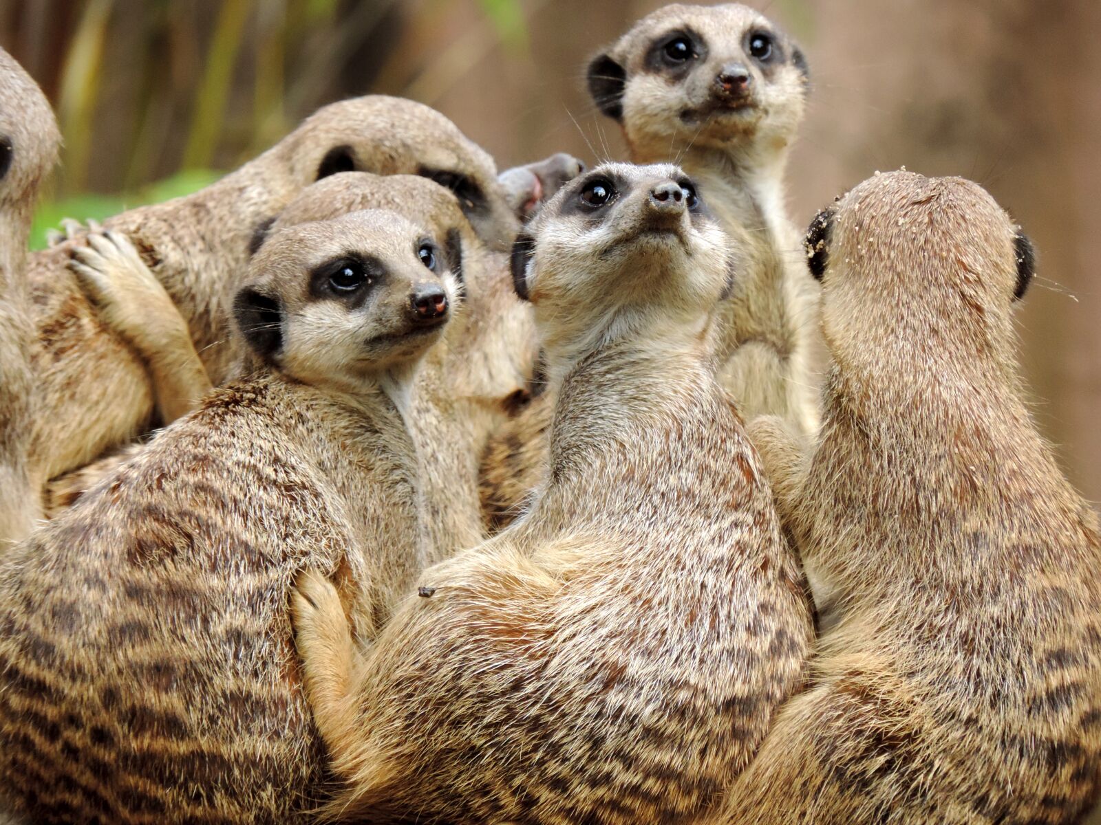 Nikon Coolpix P520 sample photo. Meerkat, mongoose, suricata photography