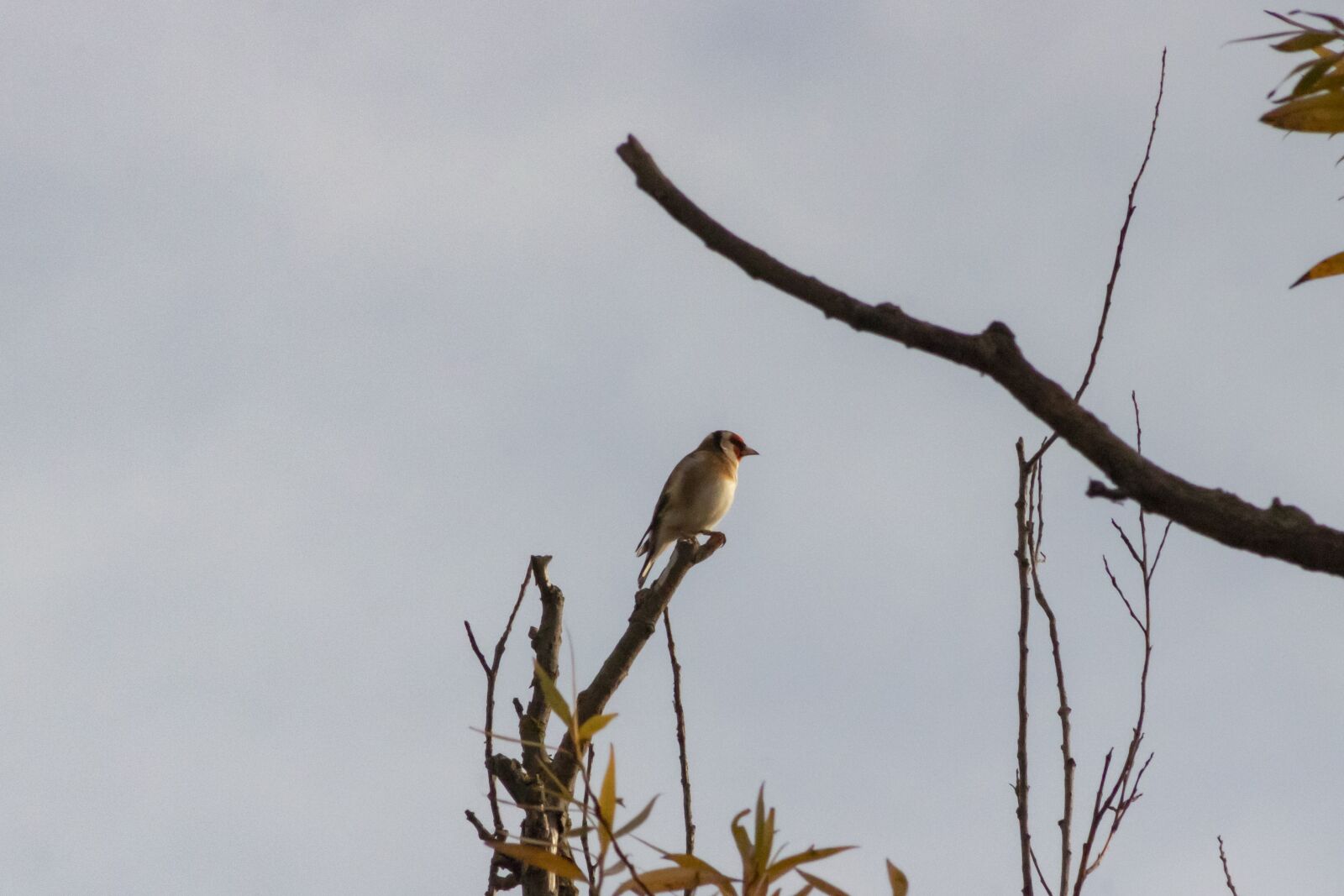 Canon EF75-300mm f/4-5.6 sample photo. Bird, birds, songbird photography