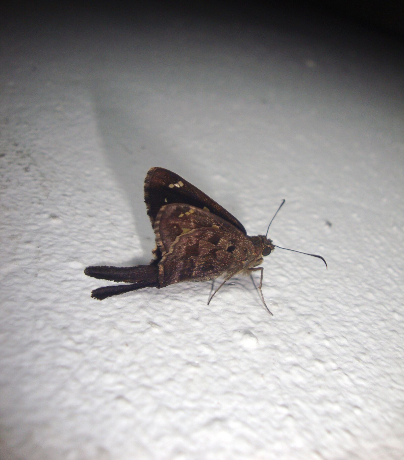 Sony DSC-W230 sample photo. Moth, night, white wall photography