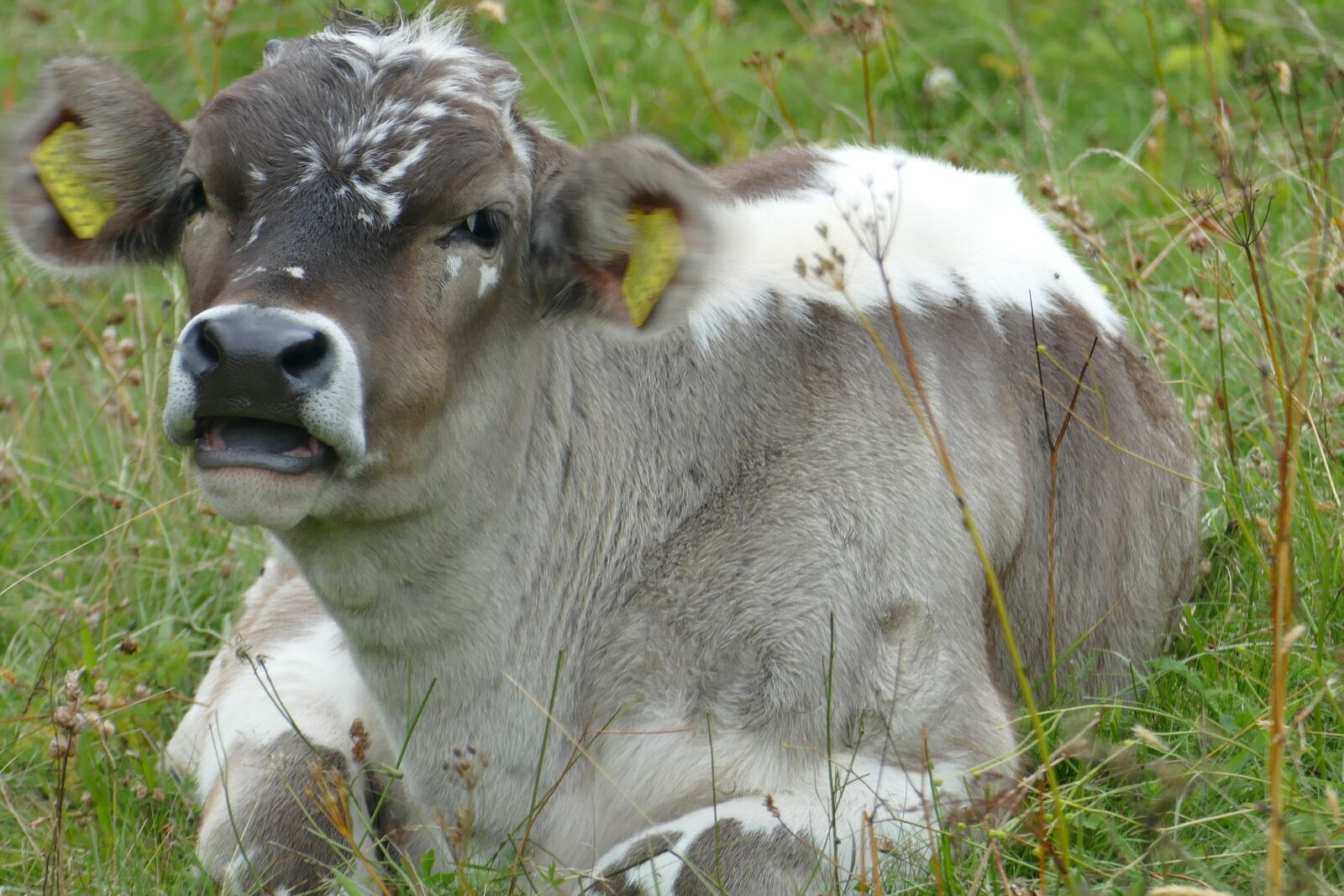 Panasonic Lumix DMC-FZ1000 sample photo. Baby, cow, cute photography