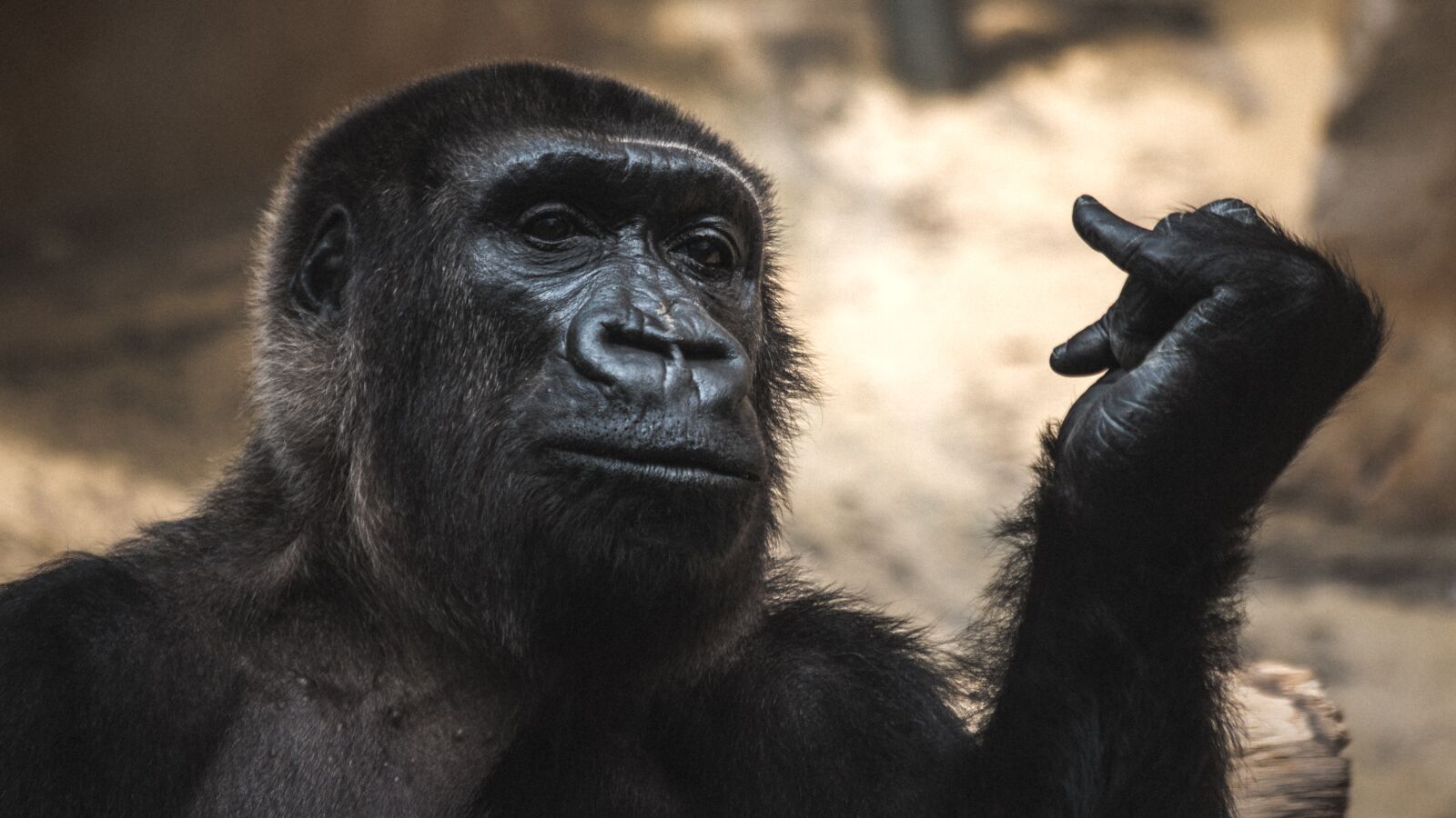 Canon EF 70-300mm F4-5.6 IS USM sample photo. Monkey, zoo, animal photography