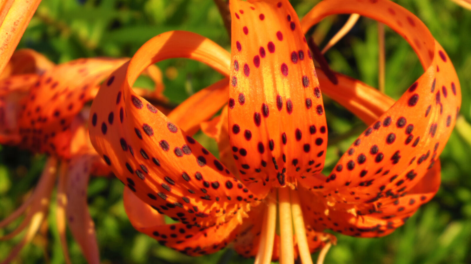 Pentax Q10 sample photo. Flower photography