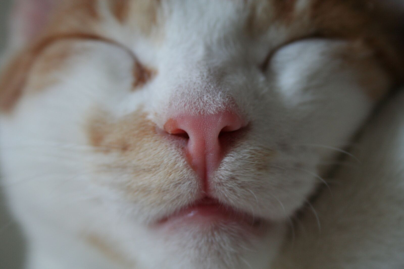 Canon EOS 350D (EOS Digital Rebel XT / EOS Kiss Digital N) sample photo. Cat, frontal, face photography