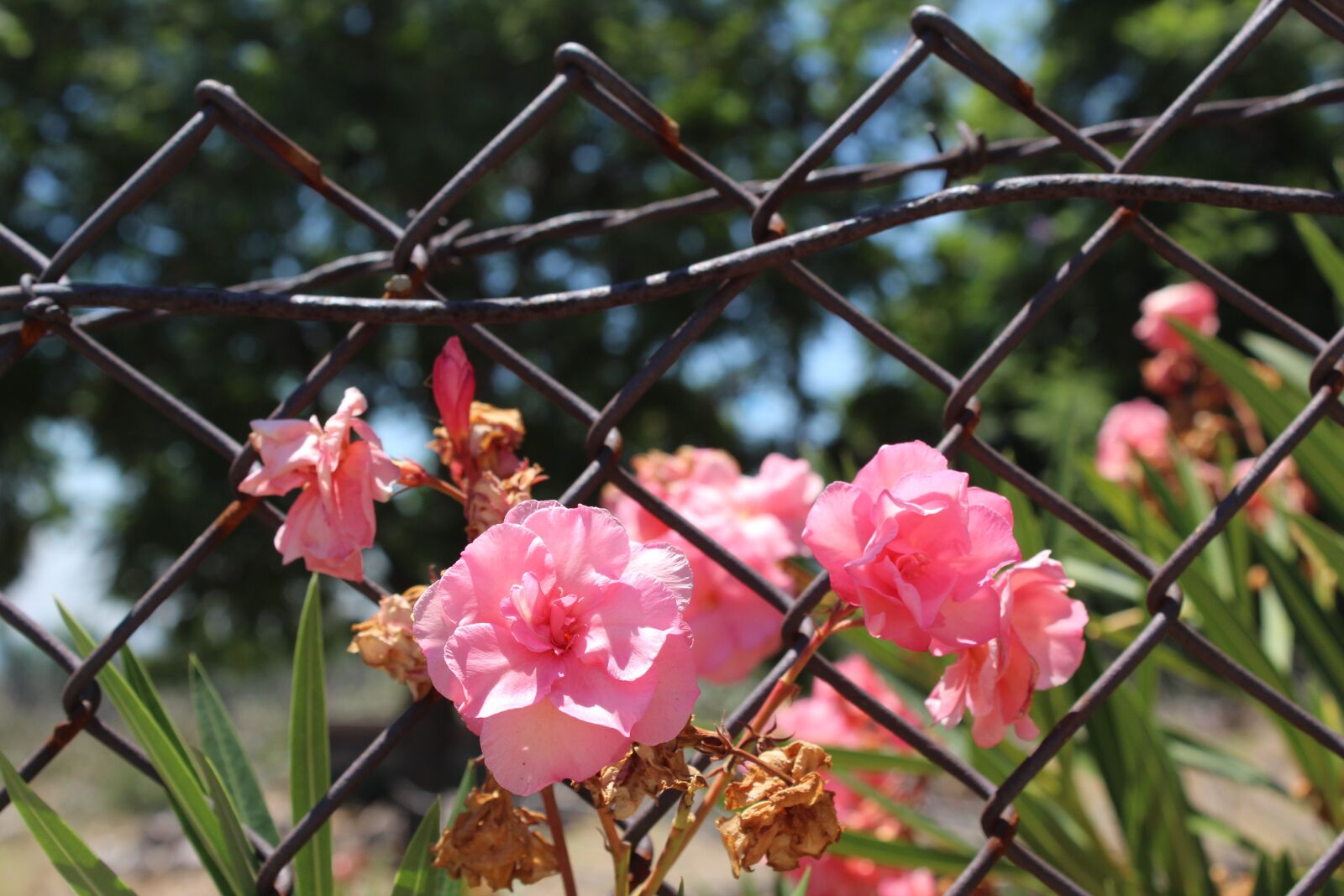 Canon EOS 1300D (EOS Rebel T6 / EOS Kiss X80) sample photo. Flowers, fence, growing photography