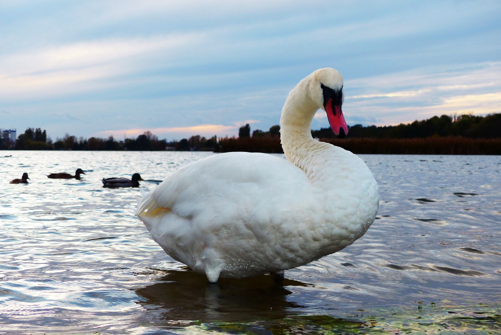 Panasonic Lumix DMC-FZ200 sample photo. Mute swan, water bird photography