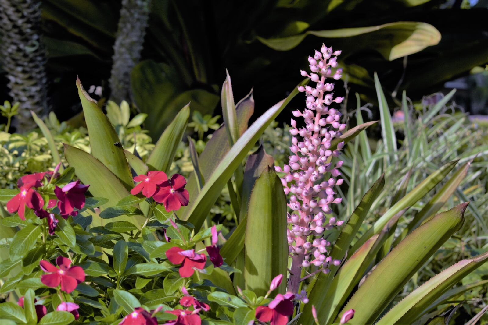 Nikon D7100 sample photo. Flowers, tropical, blooms photography