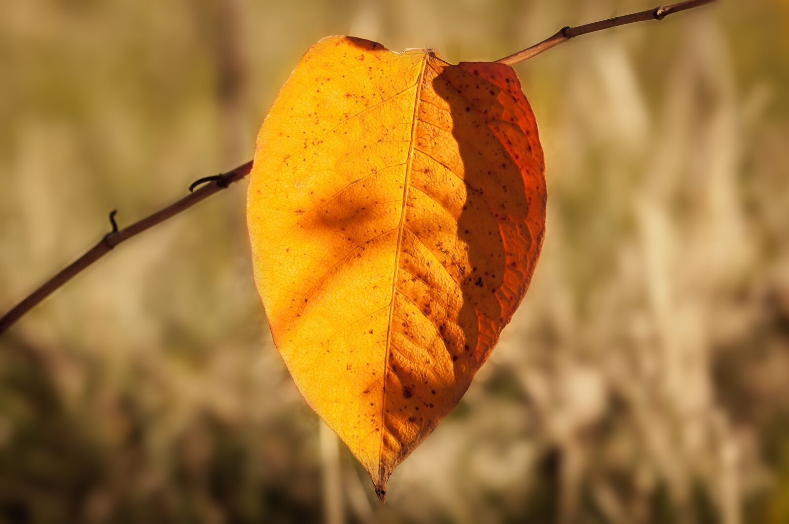 Nikon D90 sample photo. Autumn, leaf, nature photography
