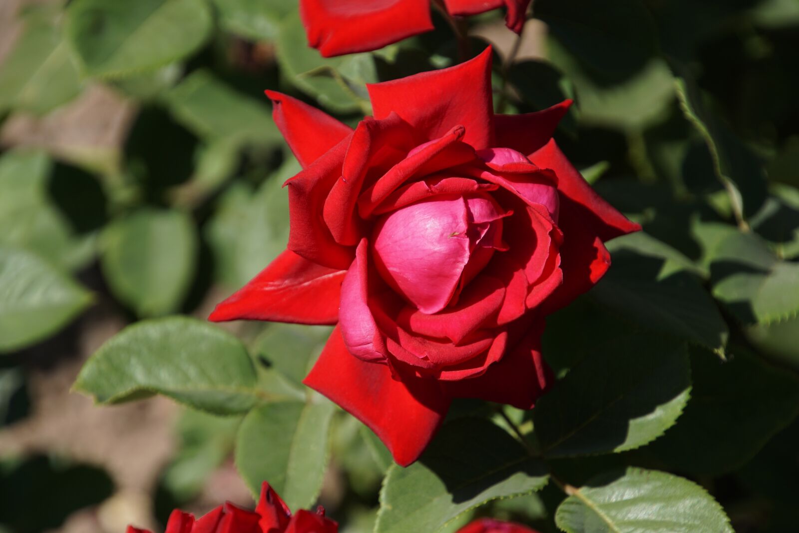 Tamron 16-300mm F3.5-6.3 Di II VC PZD Macro sample photo. Rose, burgundy 81, rosaceae photography