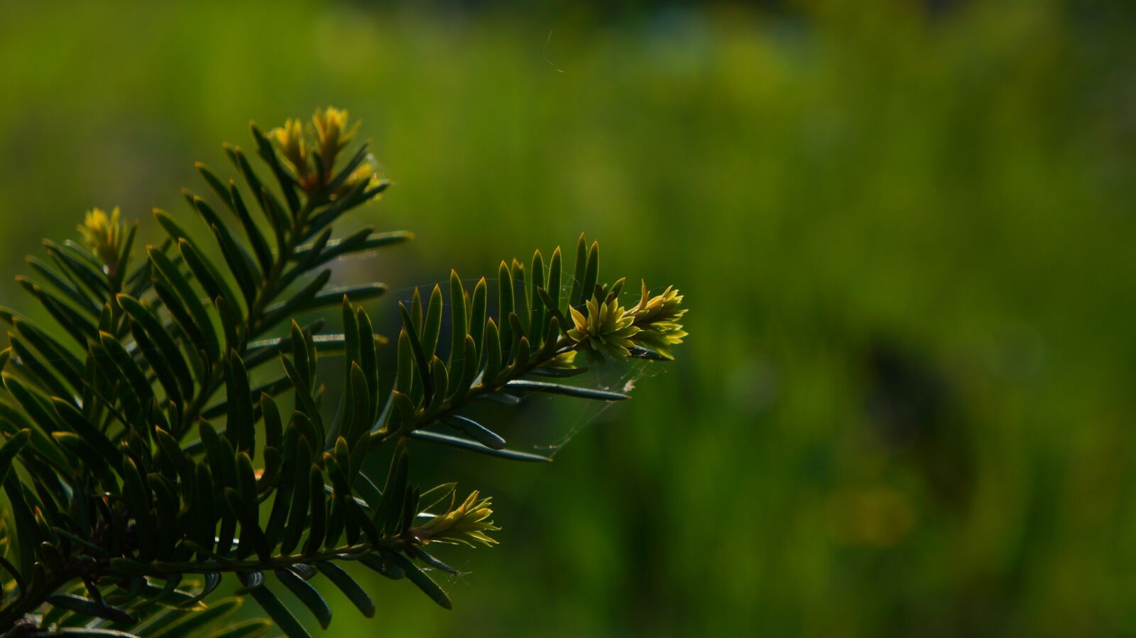 Sony Alpha a3000 + Sony E 18-55mm F3.5-5.6 OSS sample photo. Nature, plants, green photography