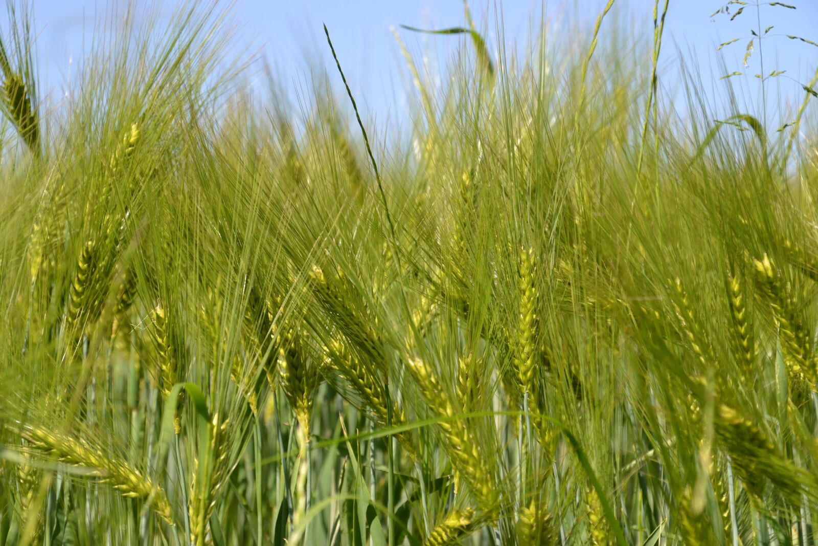 Nikon D3100 sample photo. Field, cereals, agriculture photography