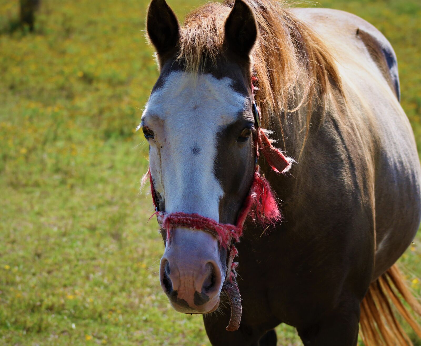 Canon EF75-300mm f/4-5.6 sample photo. Horse, farmland, farm photography