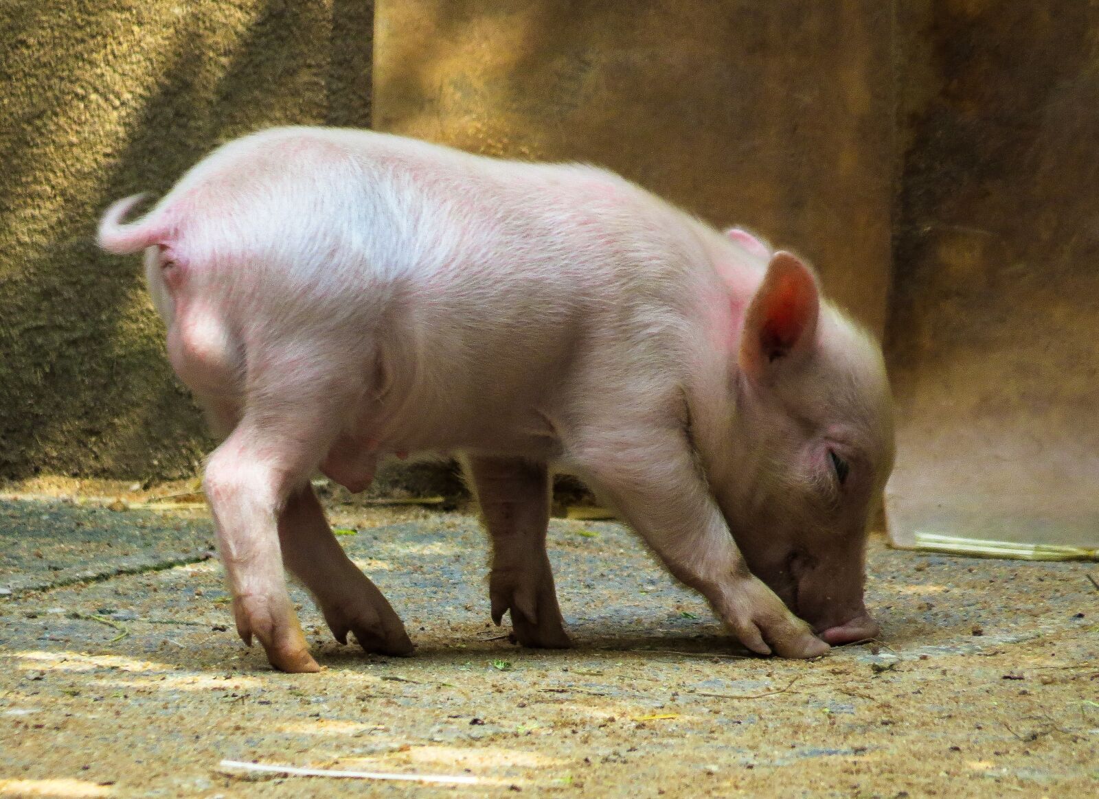 Canon PowerShot SX50 HS sample photo. Animal, pig, piglet photography