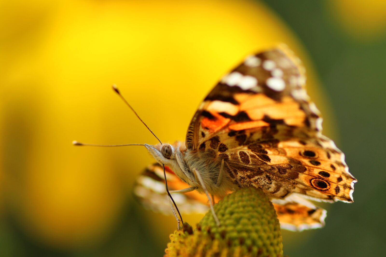 Tamron SP 90mm F2.8 Di VC USD 1:1 Macro sample photo. Vanessa cardui, close up photography