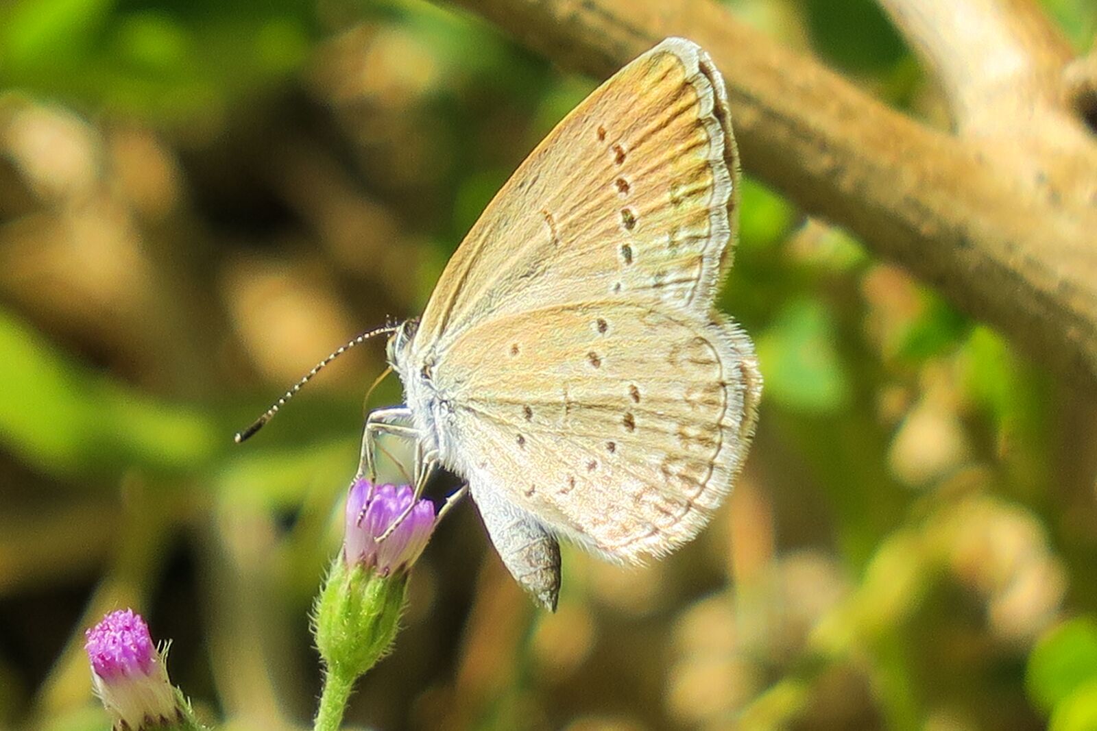 Canon PowerShot G3 X sample photo. Butterfly, natural, summer photography