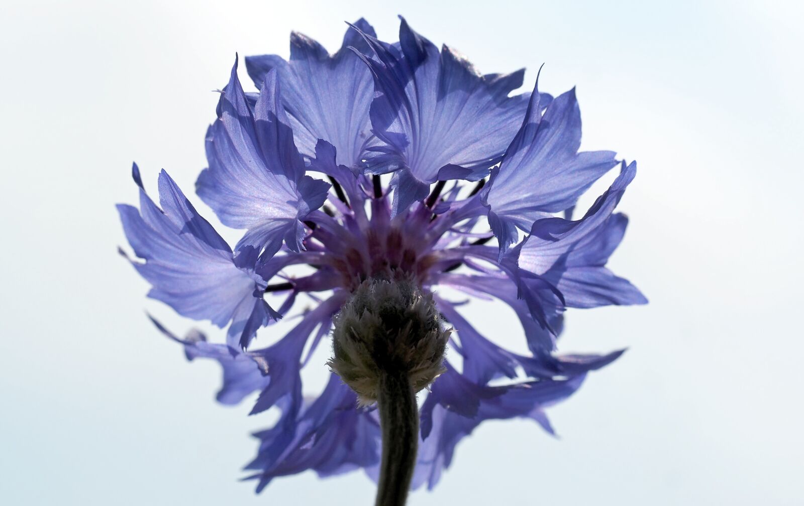 Olympus M.Zuiko Digital ED 60mm F2.8 Macro sample photo. Cornflower, rain field, rain photography
