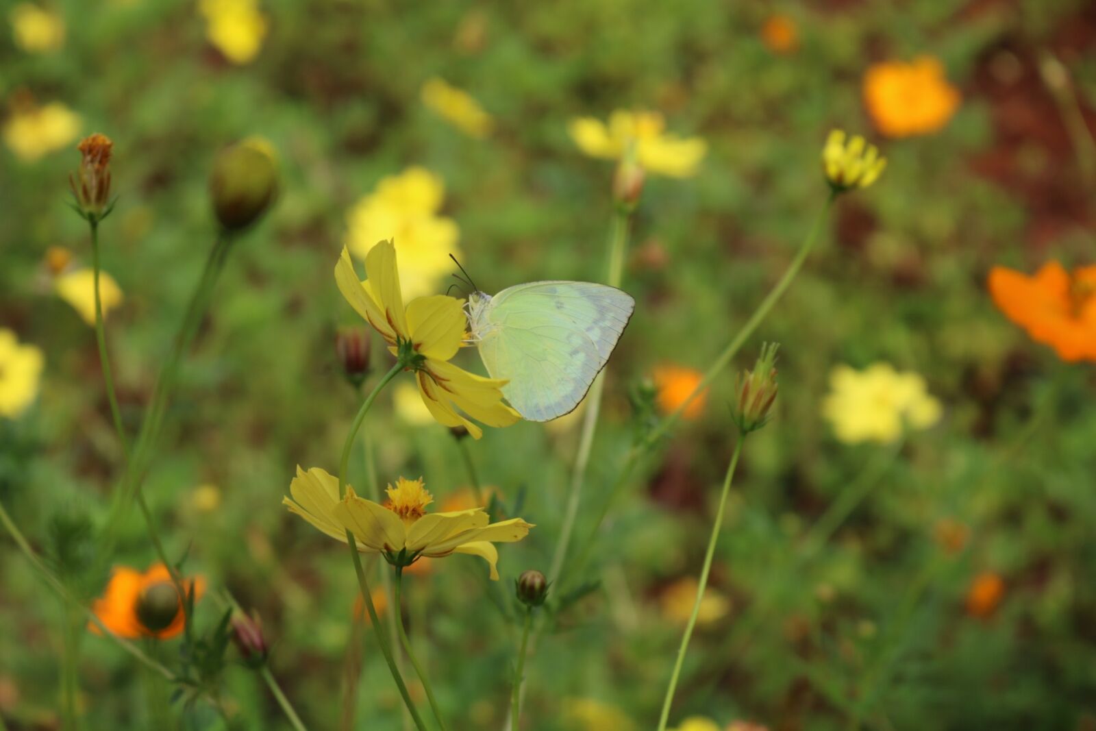 Canon EOS 750D (EOS Rebel T6i / EOS Kiss X8i) sample photo. Butterfly, white butterfly, chrysanthemum photography