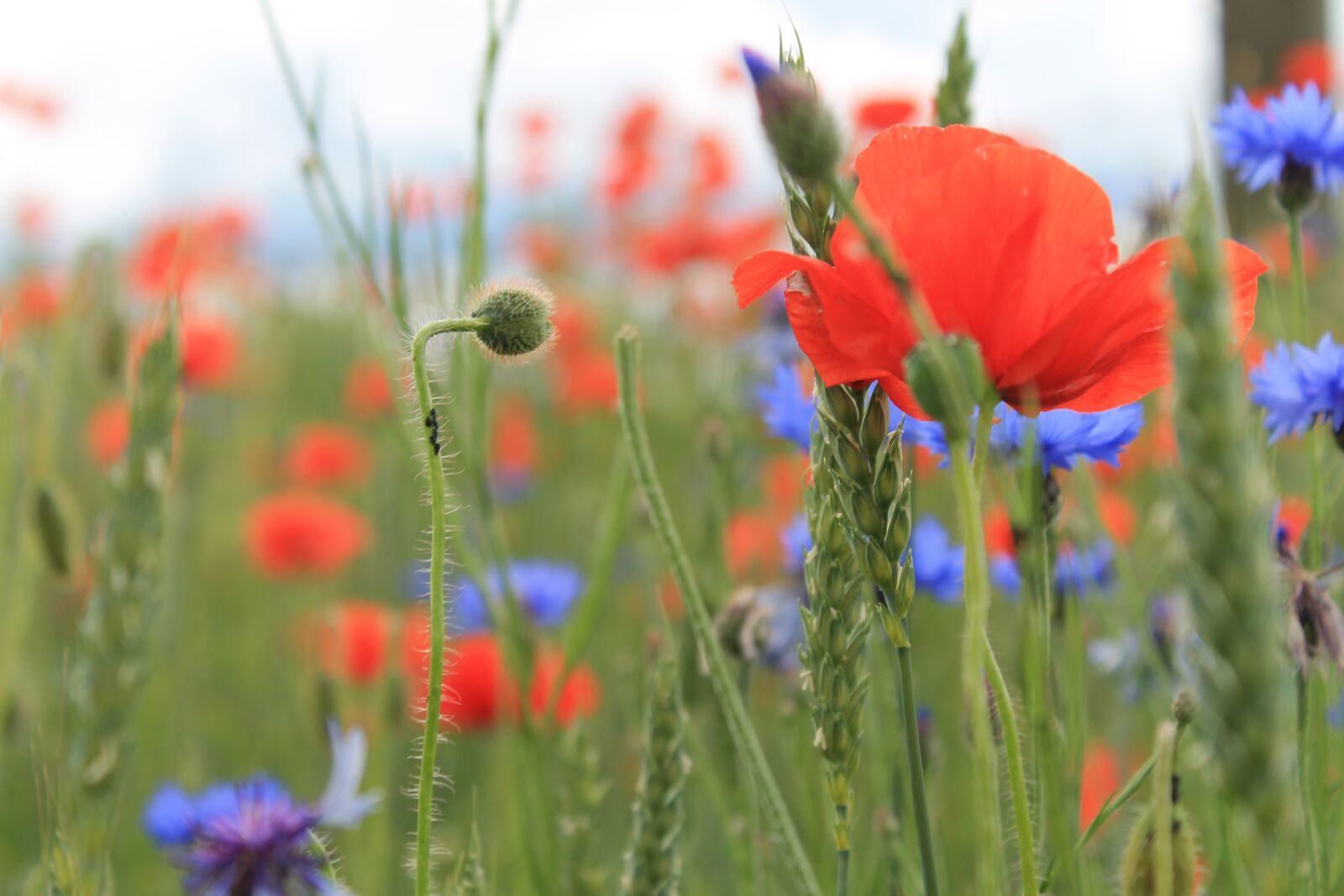 Canon EOS 1100D (EOS Rebel T3 / EOS Kiss X50) sample photo. Maki, field, meadow photography