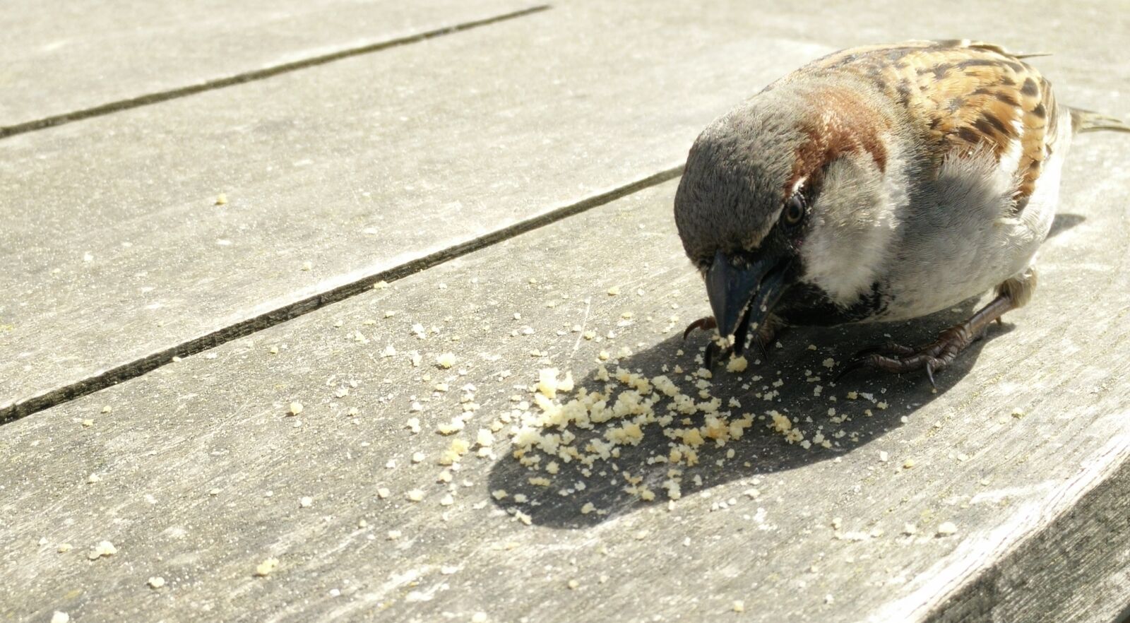 OPPO Find7 sample photo. Bird, bread, eating, sparrow photography