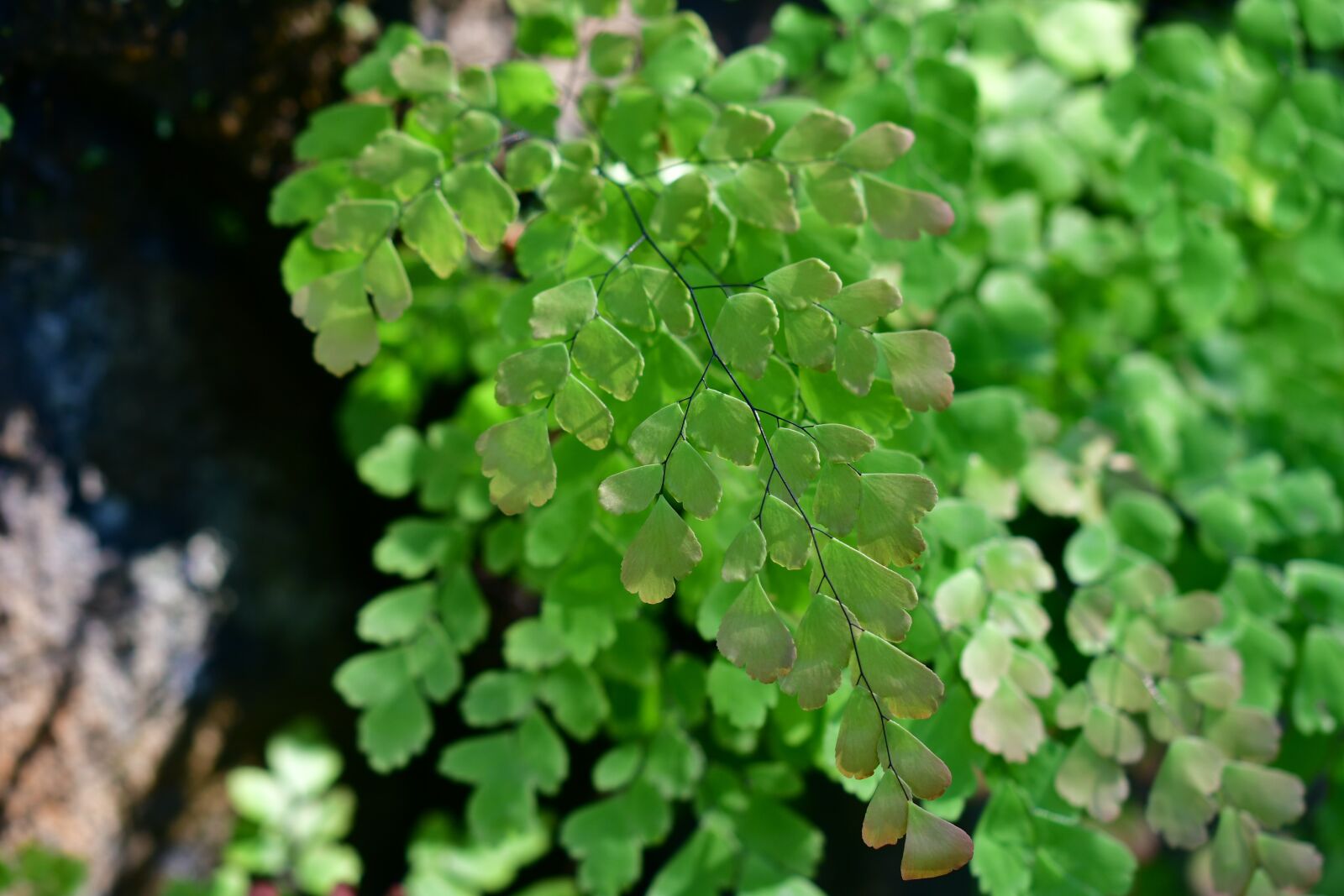Nikon D500 sample photo. Fern leaf, ferns, fronds photography