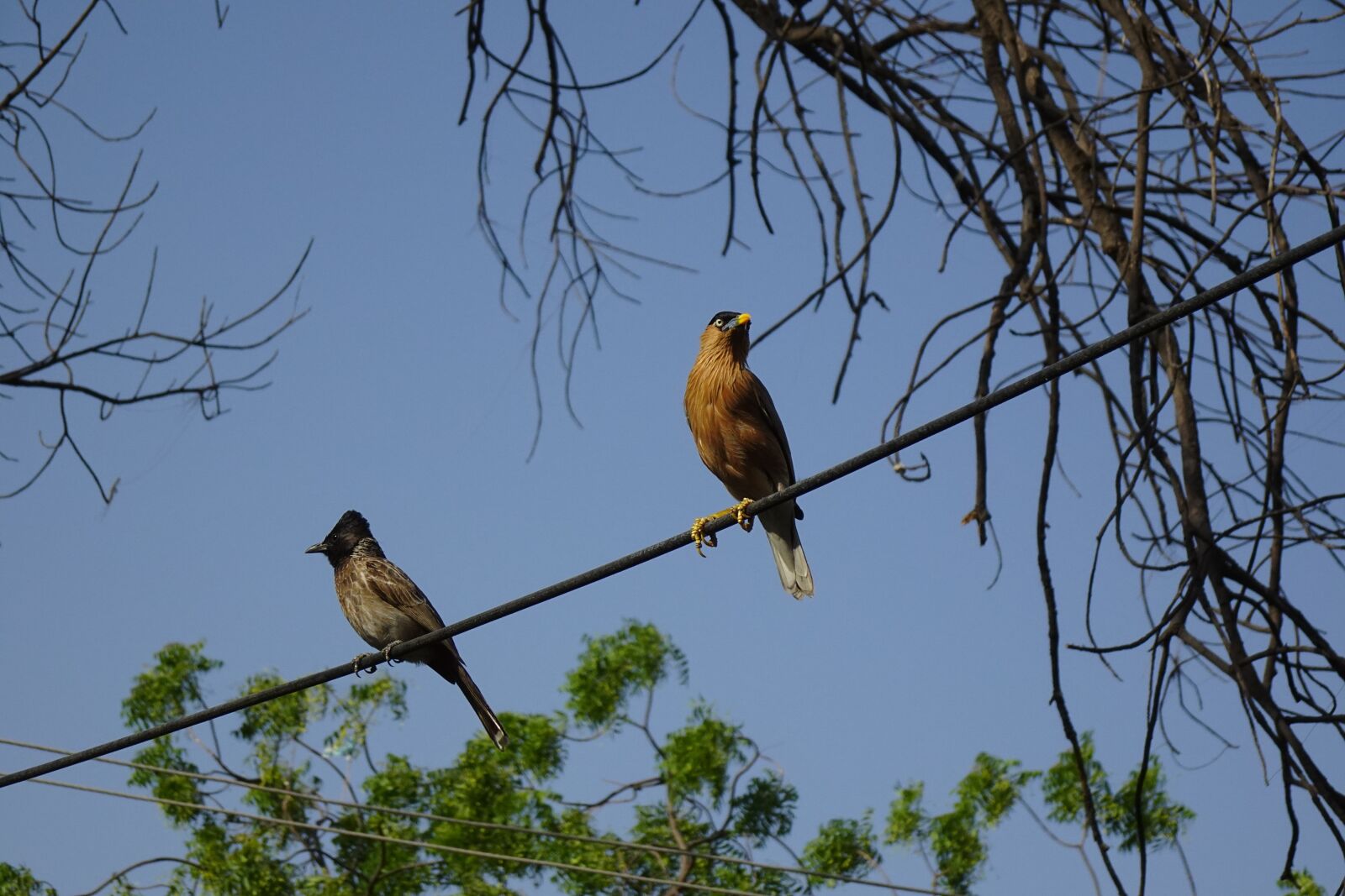 Sony DSC-WX800 sample photo. Bird, bulbul, red-vented photography
