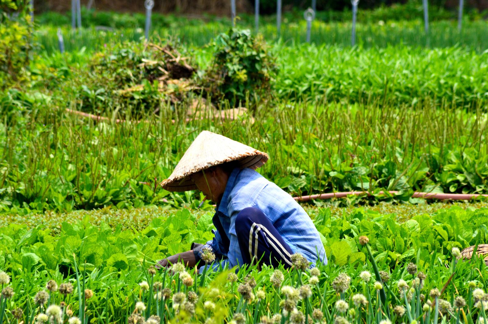 Nikon D3200 sample photo. Vietnam, traditional, farming photography