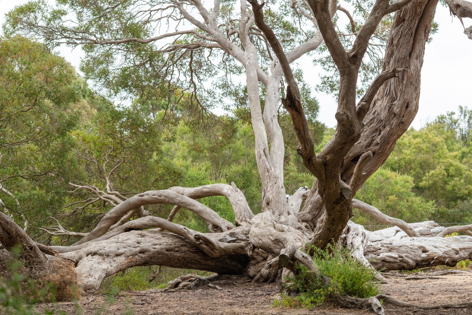Nikon D850 sample photo. Moonah tree, moonahs, melaleuca photography