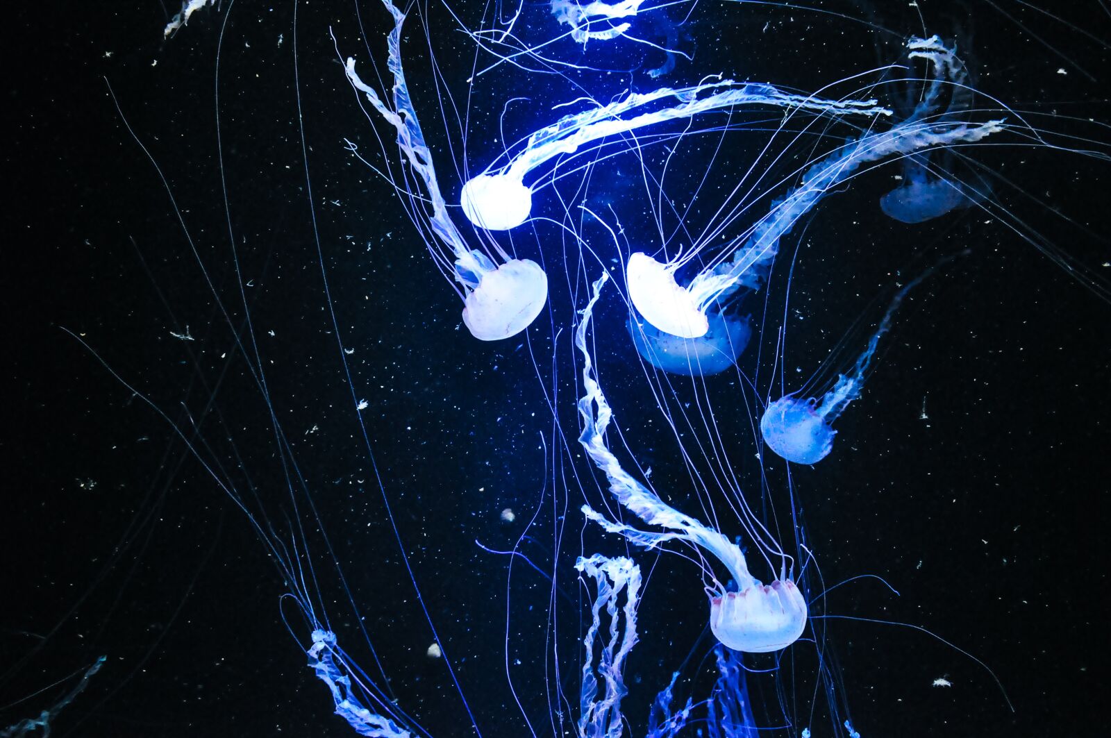 Nikon D90 sample photo. Jellyfish, underwater, sea photography