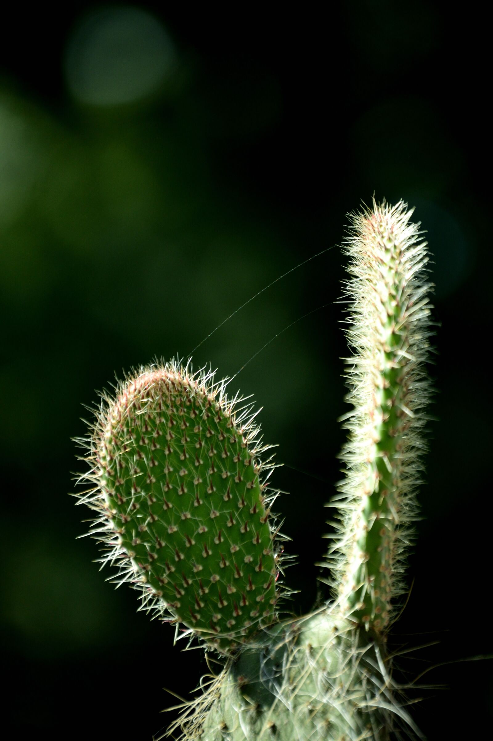 Nikon D3200 sample photo. Cactus, nature, thorny photography