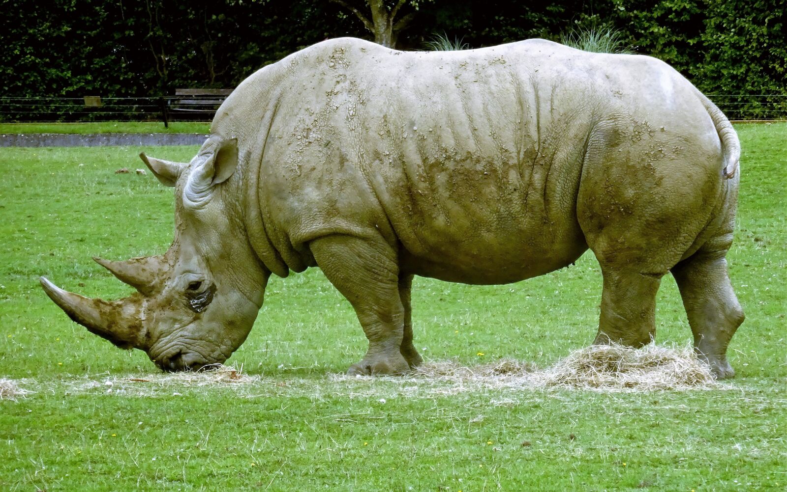 Sony Cyber-shot DSC-WX350 sample photo. Animal, grass, rhinoceros photography