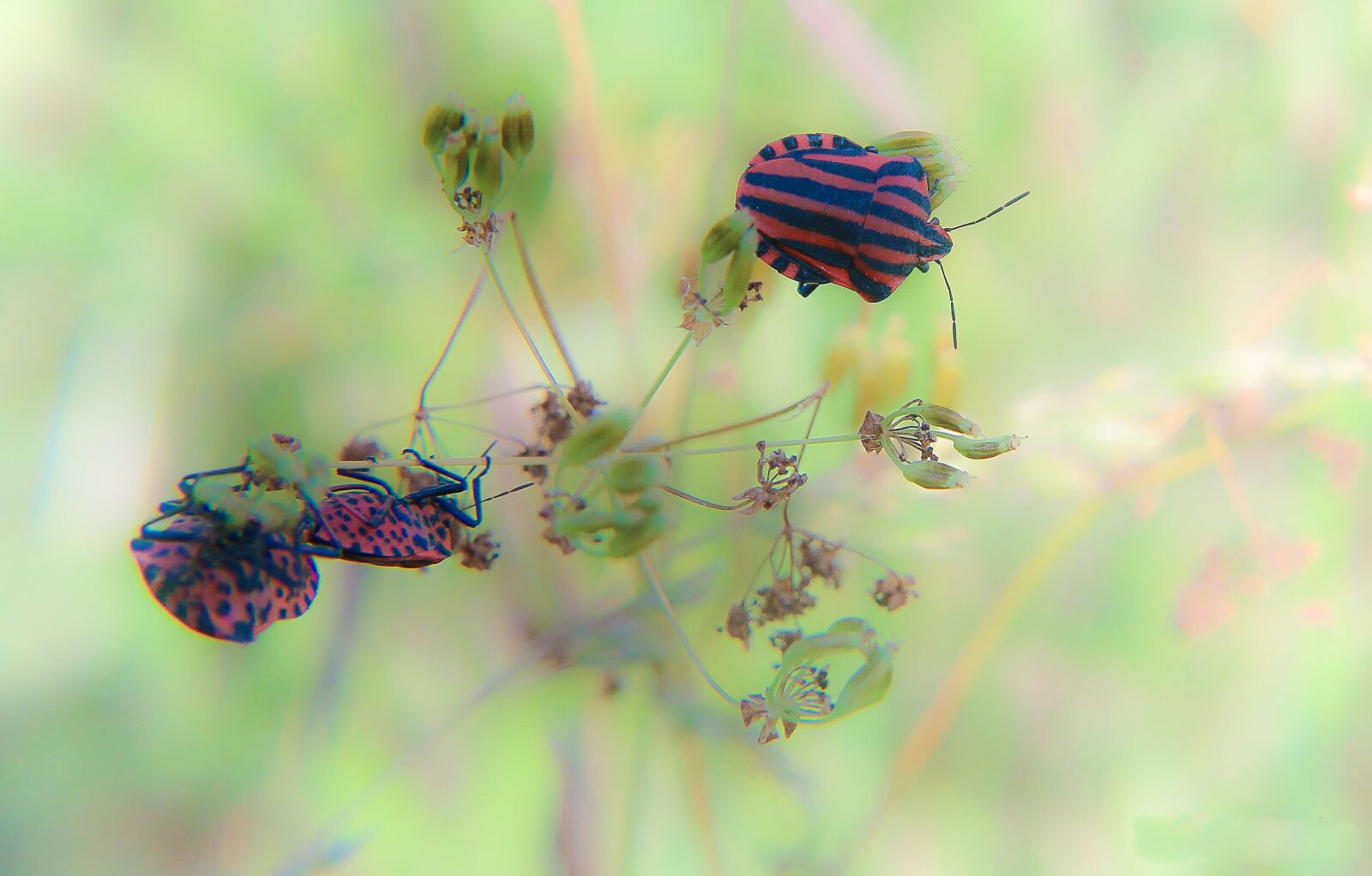 Canon EOS 70D sample photo. Bugs, trio, insects photography
