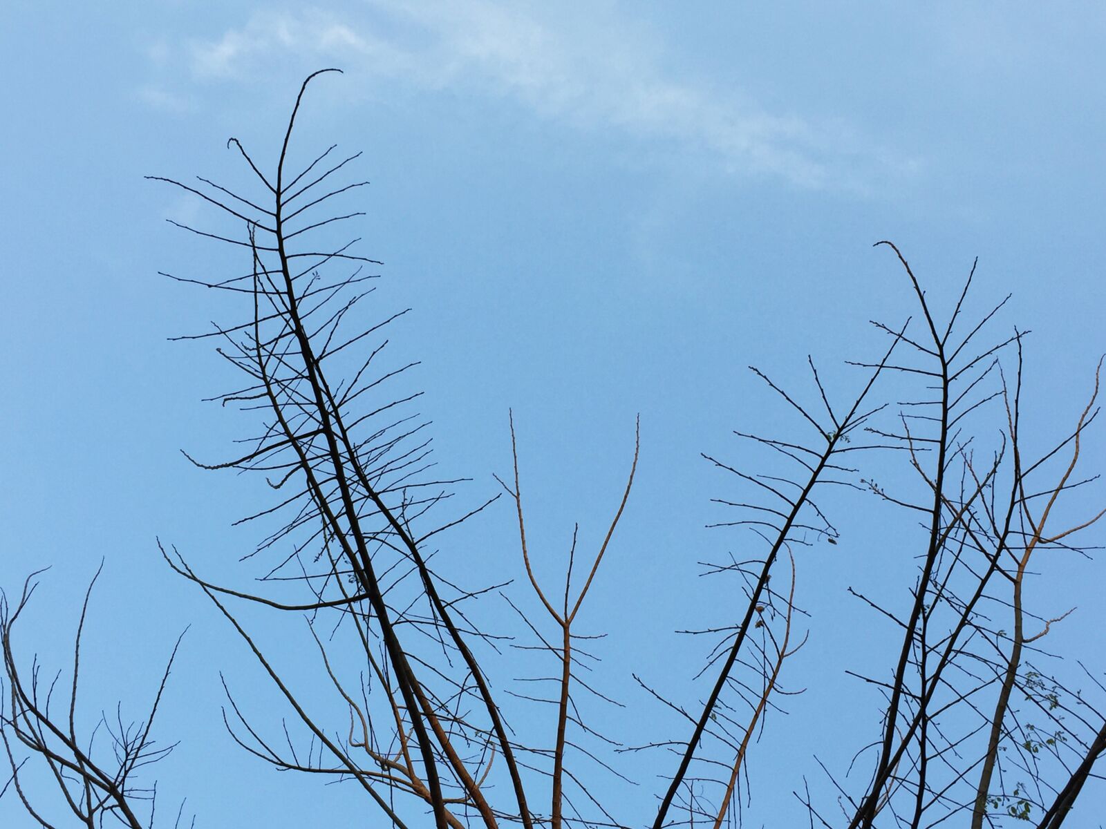 iPhone 6 back camera 4.15mm f/2.2 sample photo. Tree, branch, winter photography